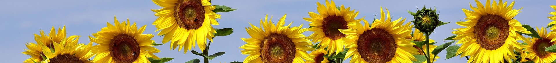Sonnenblumen_schmal