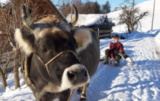 Tagebuch von Jasmin Matthys